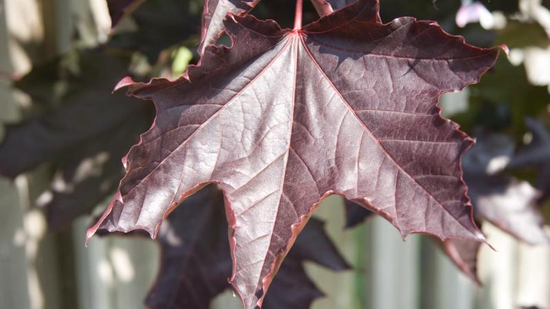 Crimson King Norway Maple Confederation College