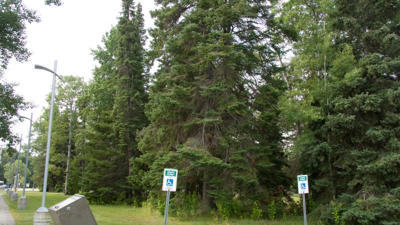 Balsam Fir Confederation College