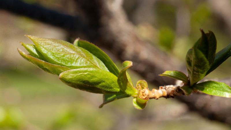 Common Lilac Confederation College