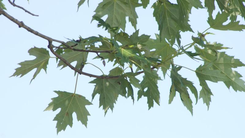 Silver Maple Confederation College